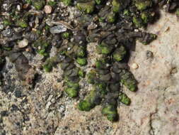 Image of Frullania catalinae A. Evans