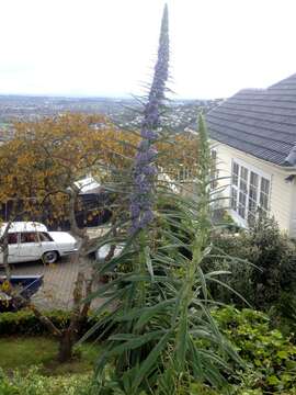 Plancia ëd Echium pininana Webb & Berth.