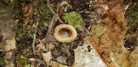 Image of Tricholoma sejunctum (Sowerby) Quél. 1872