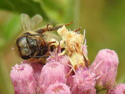 Image de Phymata fasciata (Gray 1832)