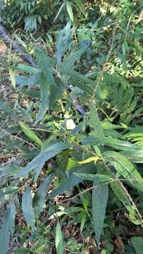 Image of Achyranthes longifolia (Makino) Makino