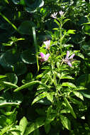 Image de Cleome titubans Speg.