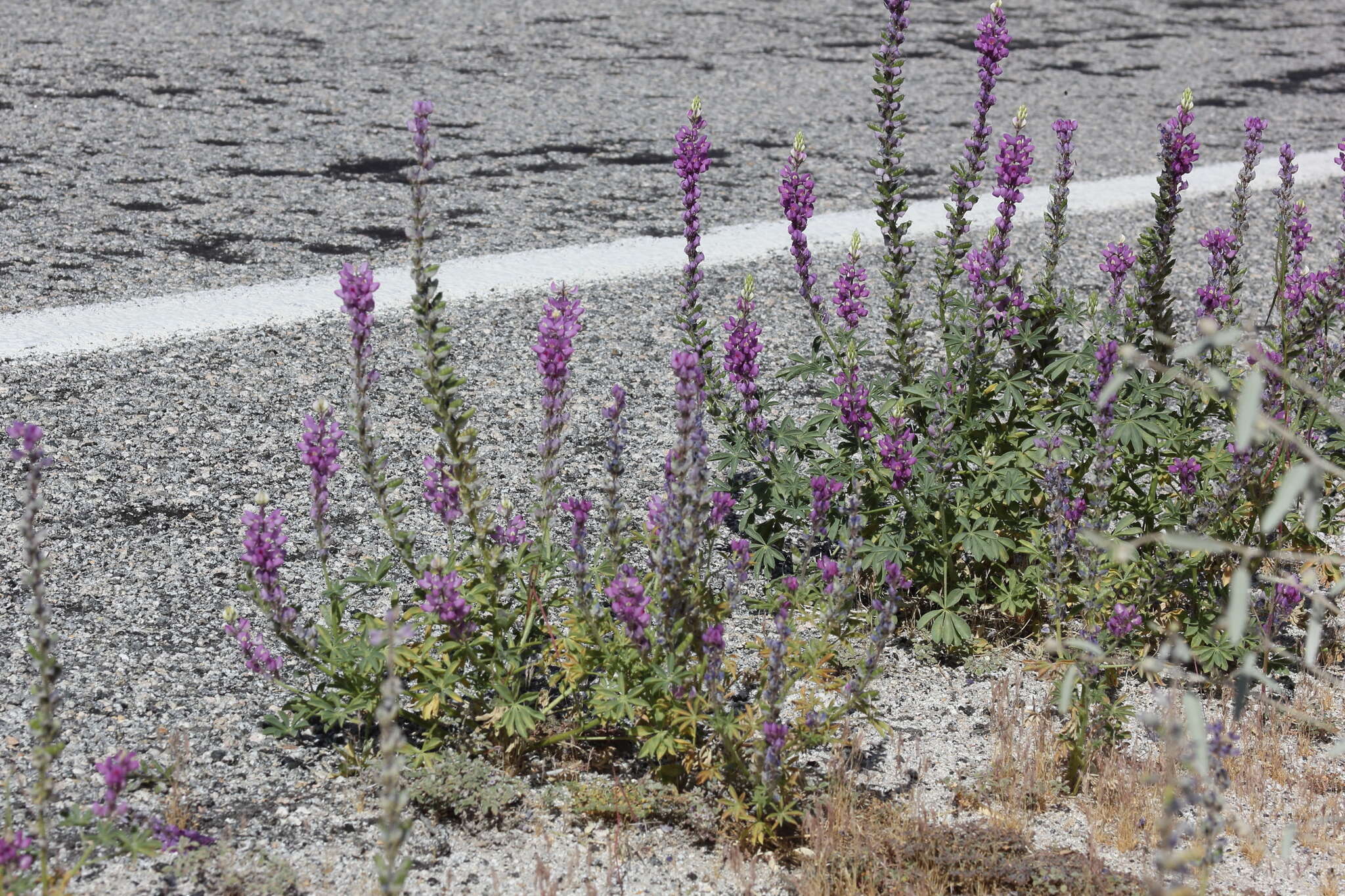 Imagem de Lupinus arizonicus (S. Watson) S. Watson