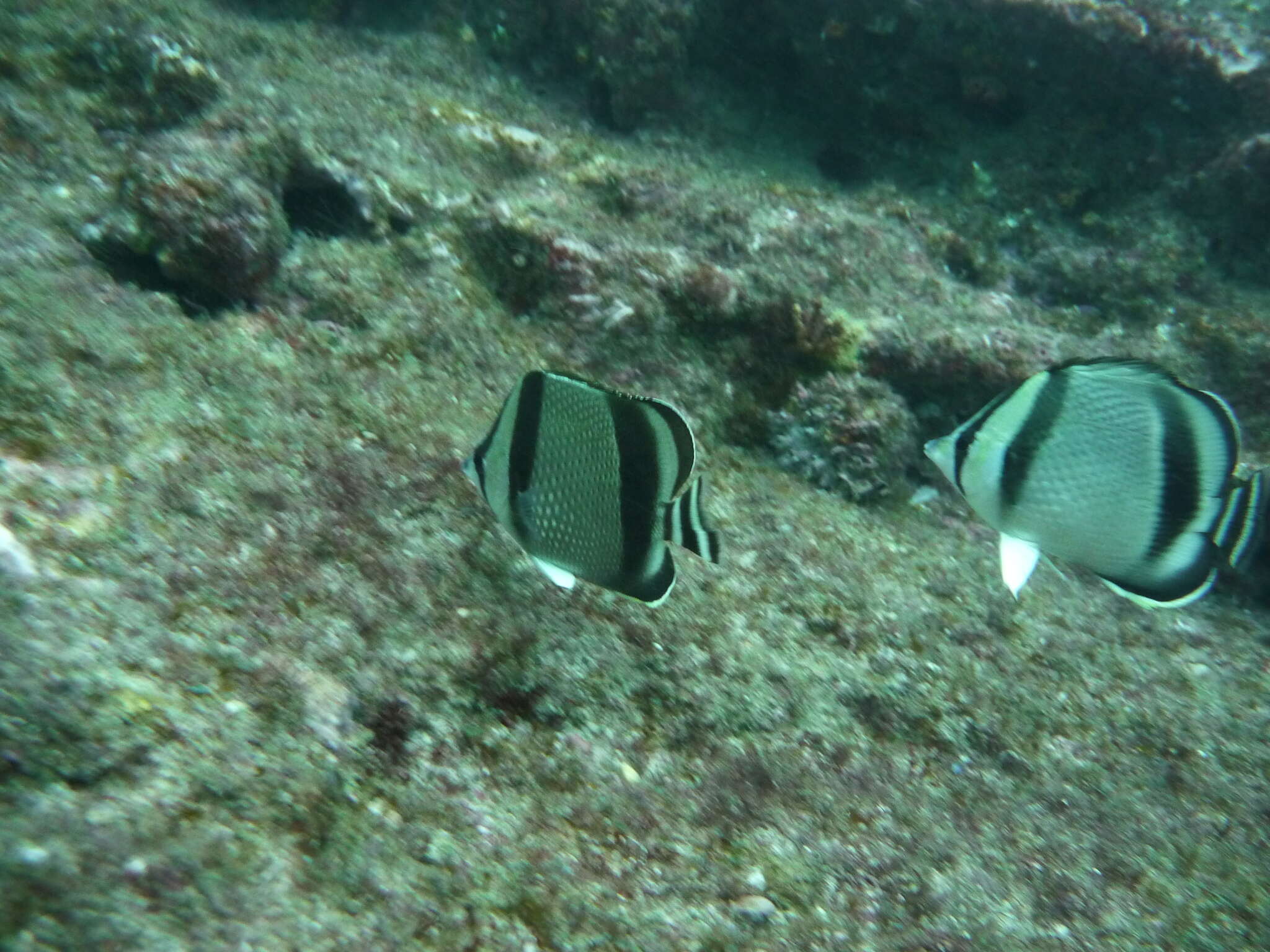 Chaetodon humeralis Günther 1860 resmi