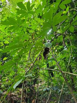 Image of Jacaratia spinosa (Aubl.) A. DC.