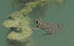 Image of Cretan Frog