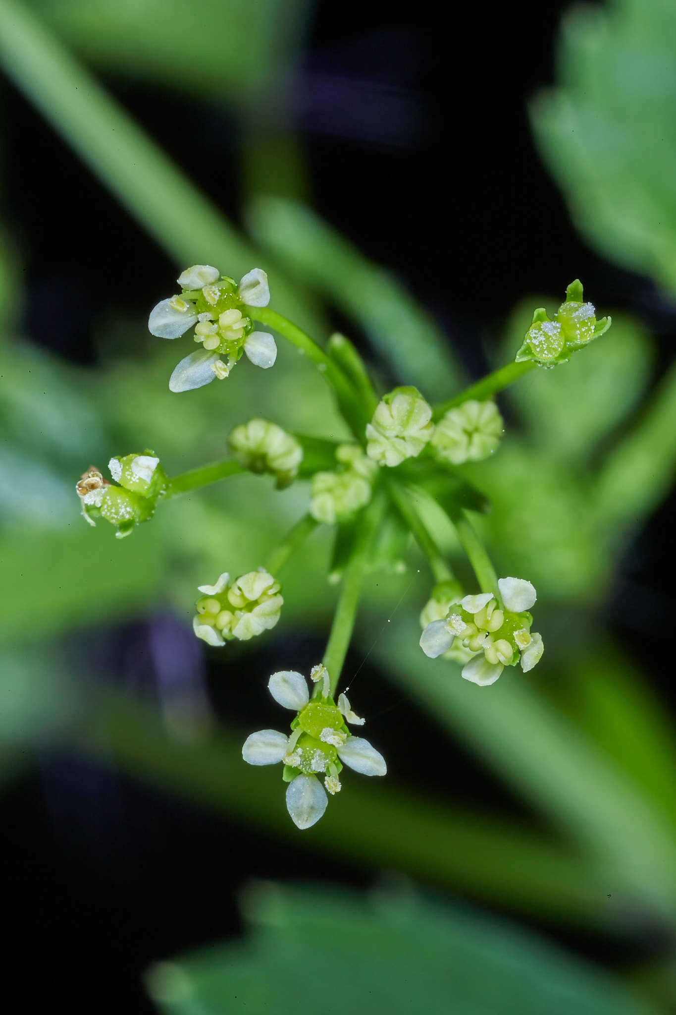 Image of Spananthe paniculata Jacq.