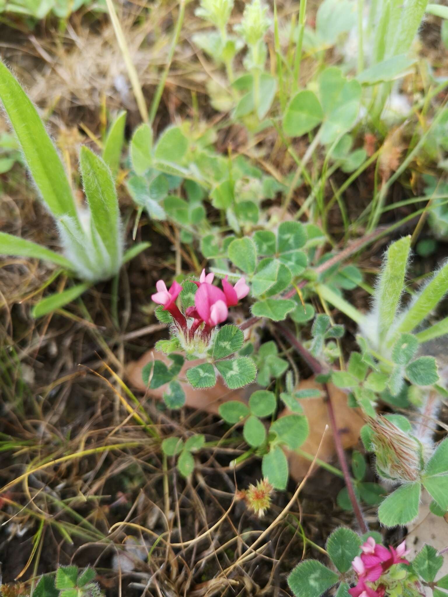 Plancia ëd Trifolium pauciflorum d'Urv.