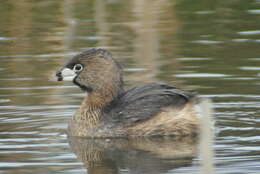 Image of Podilymbus podiceps podiceps (Linnaeus 1758)