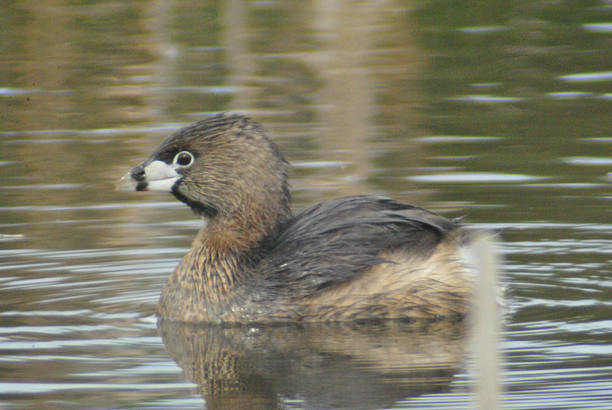 Image of Podilymbus podiceps podiceps (Linnaeus 1758)