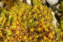 Image of tortella moss