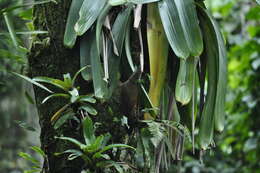 Image of White-throated Woodcreeper