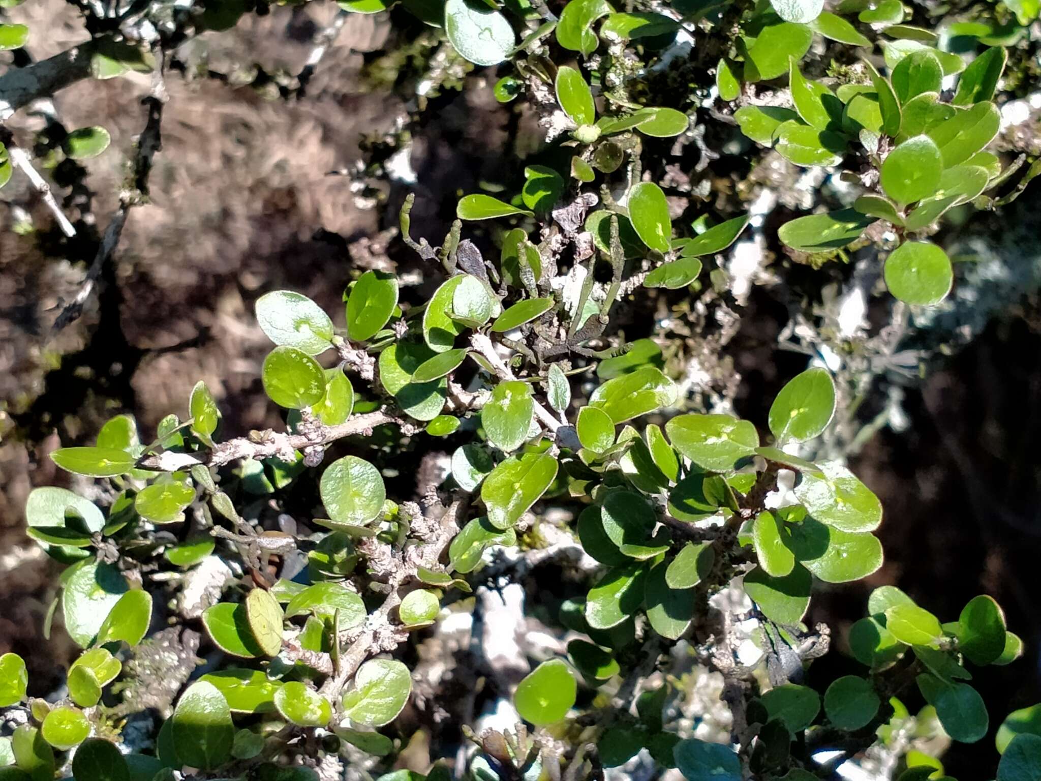 Imagem de Coprosma wallii Petrie