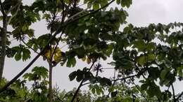 Image of Fiery-billed Aracari