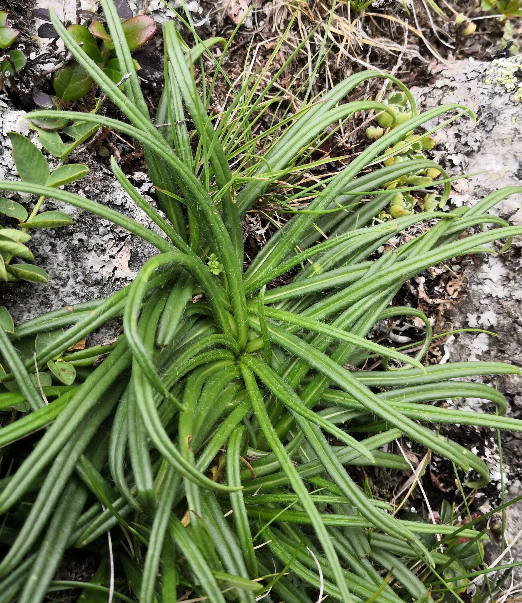 Saussurea pygmaea (Jacq.) Spreng.的圖片