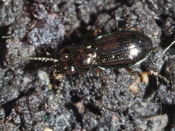 Image of Carabidae