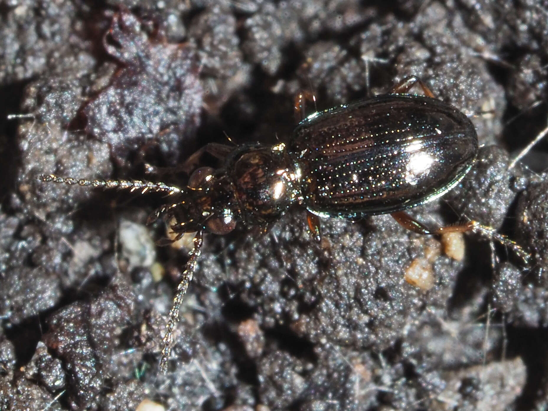 Imagem de Bembidion (Metallina) lampros (Herbst 1784)