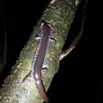 Image of Coffee Grove Salamander