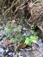 Image of Clinopodium mexicanum (Benth.) Govaerts