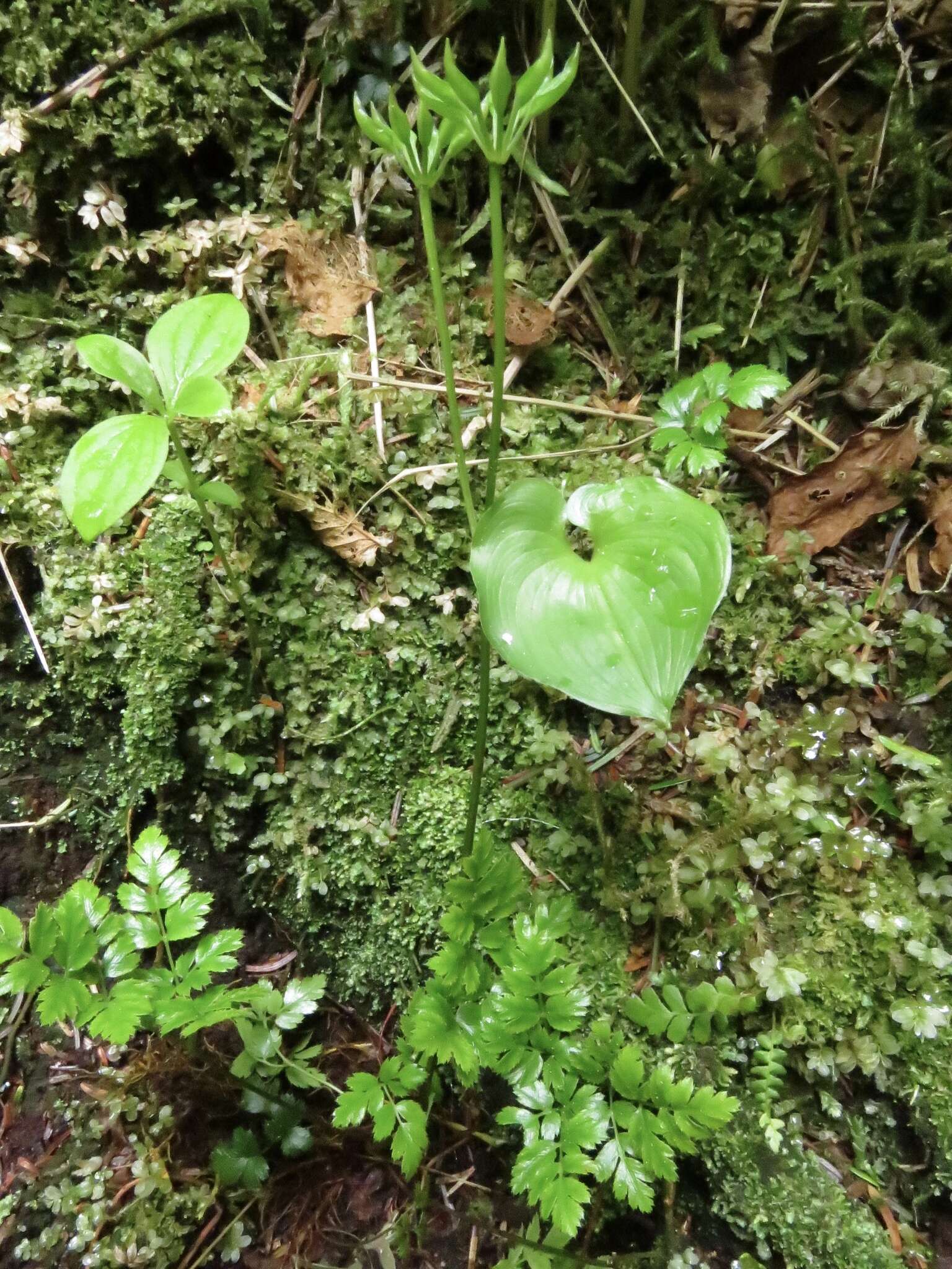 Image de Coptis aspleniifolia Salisb.