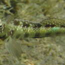 Image of Horned blenny