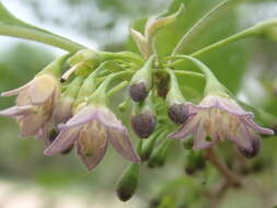 Plancia ëd Vassobia breviflora (Sendtn.) A. T. Hunziker