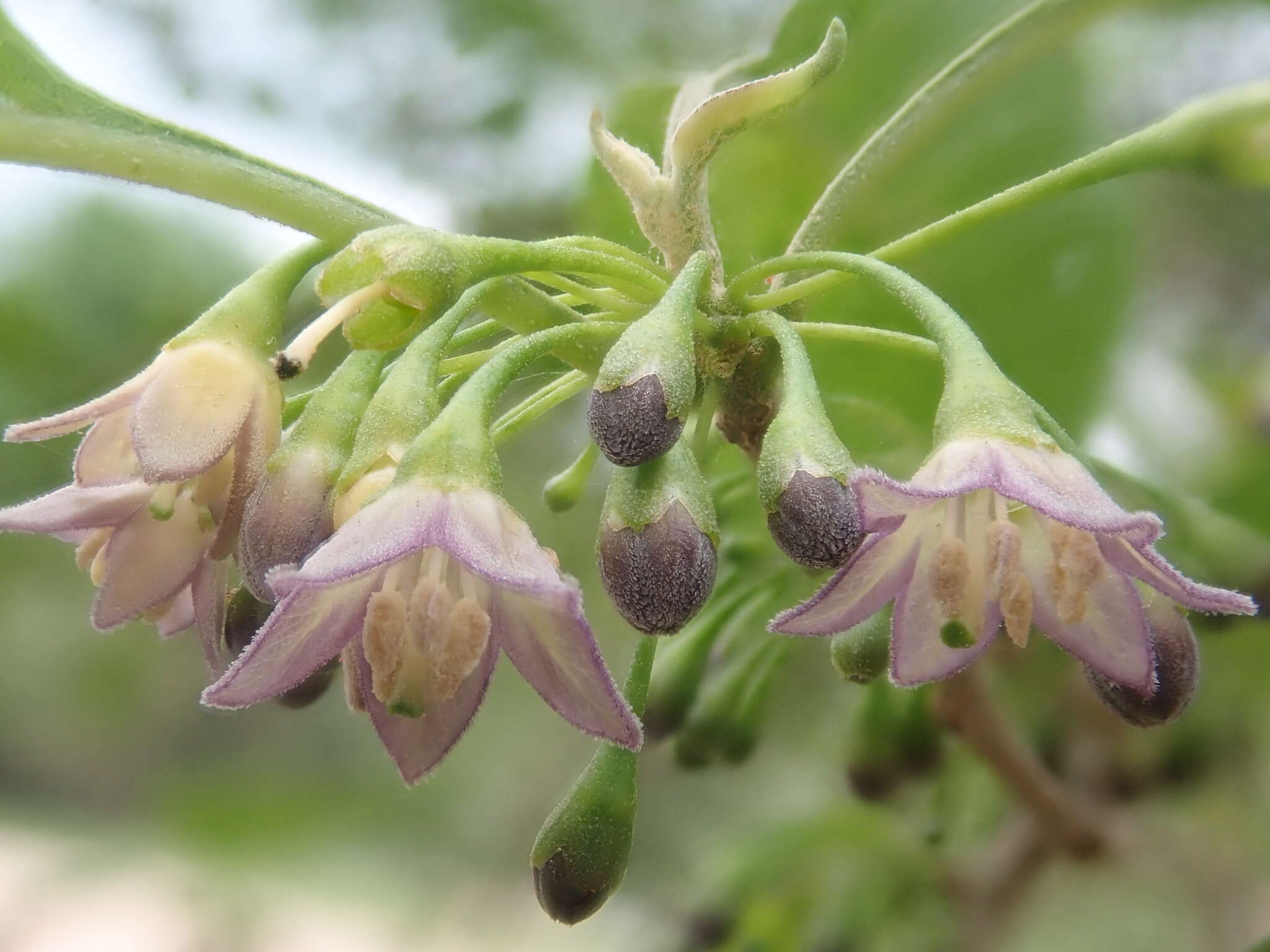 Plancia ëd Vassobia breviflora (Sendtn.) A. T. Hunziker