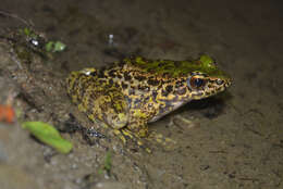 Image of Diskless-fingered Odorous Frog