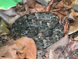 Image of Whitetail Lancehead