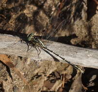 Image of Austrogomphus guerini (Rambur 1842)