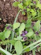 Image of Phacelia brachyantha Benth.