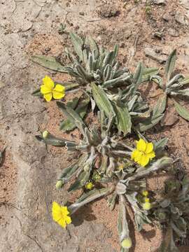 Image of Goodenia robusta (Benth.) K. Krause