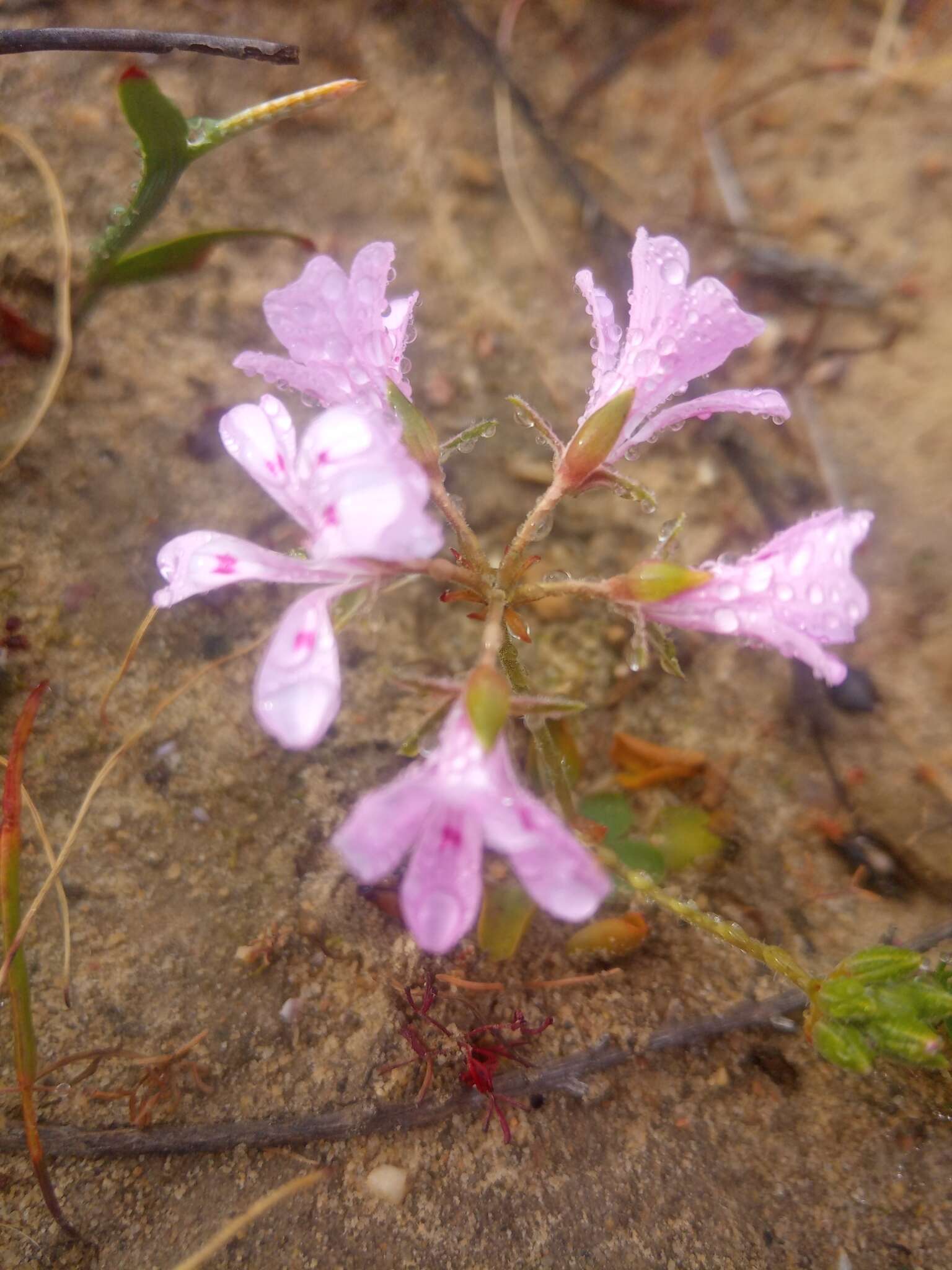 Image of Pelargonium chelidonium (Houtt.) DC.