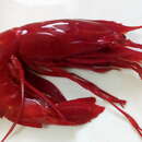 Image of scarlet gamba prawn