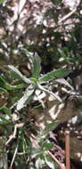 Image of Grindelia brachystephana Griseb.