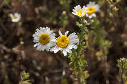 Image of Austrian chamomile