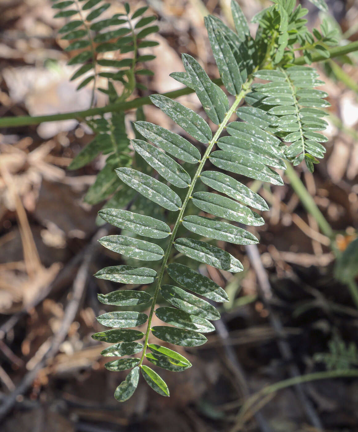 Image of Russian milkvetch