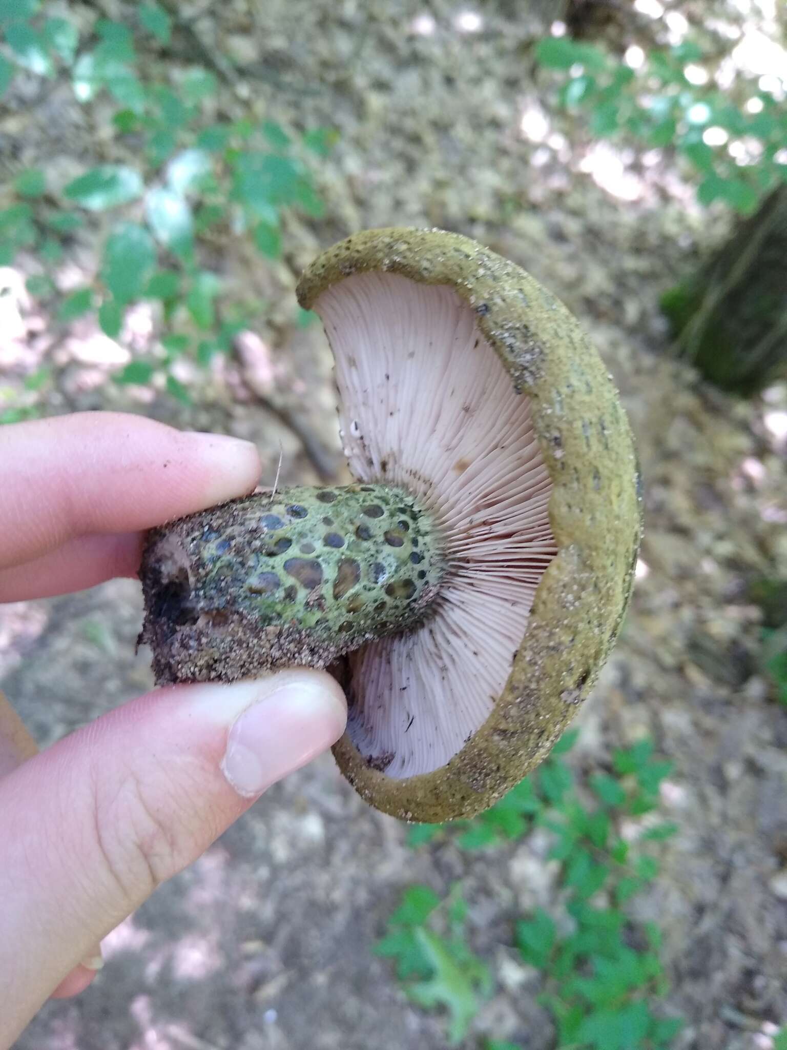 Слика од Lactarius atroviridis Peck 1889