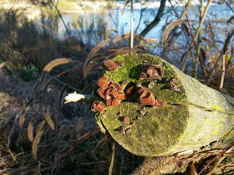 Image of ear fungus