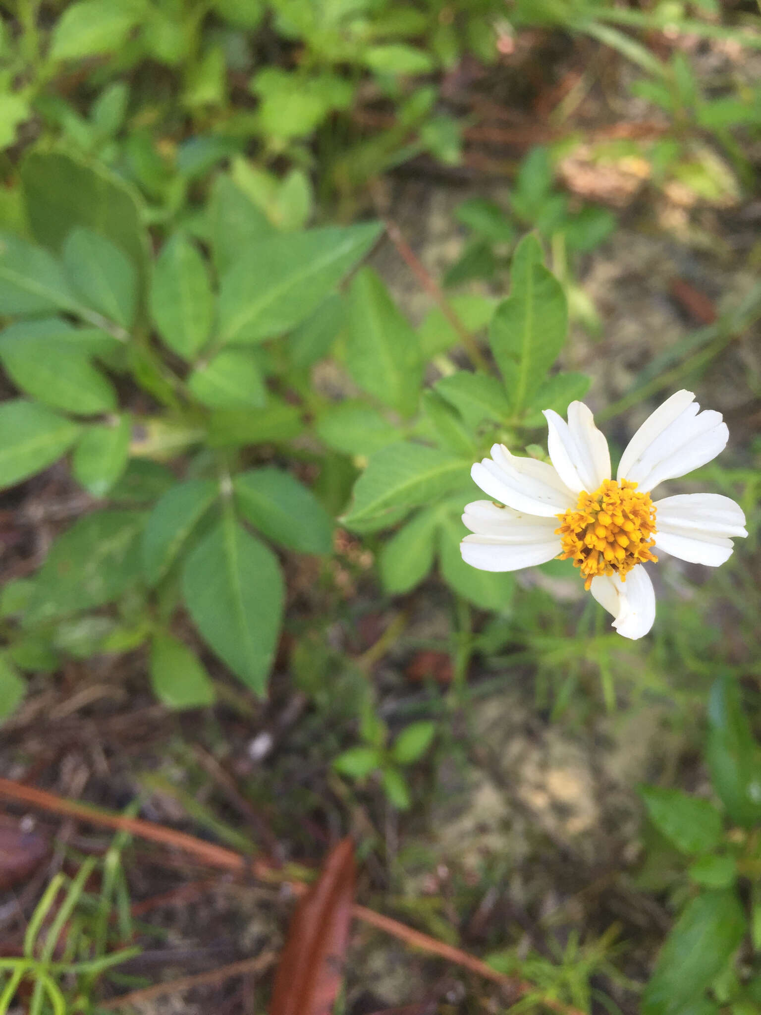 Plancia ëd Bidens alba (L.) DC.