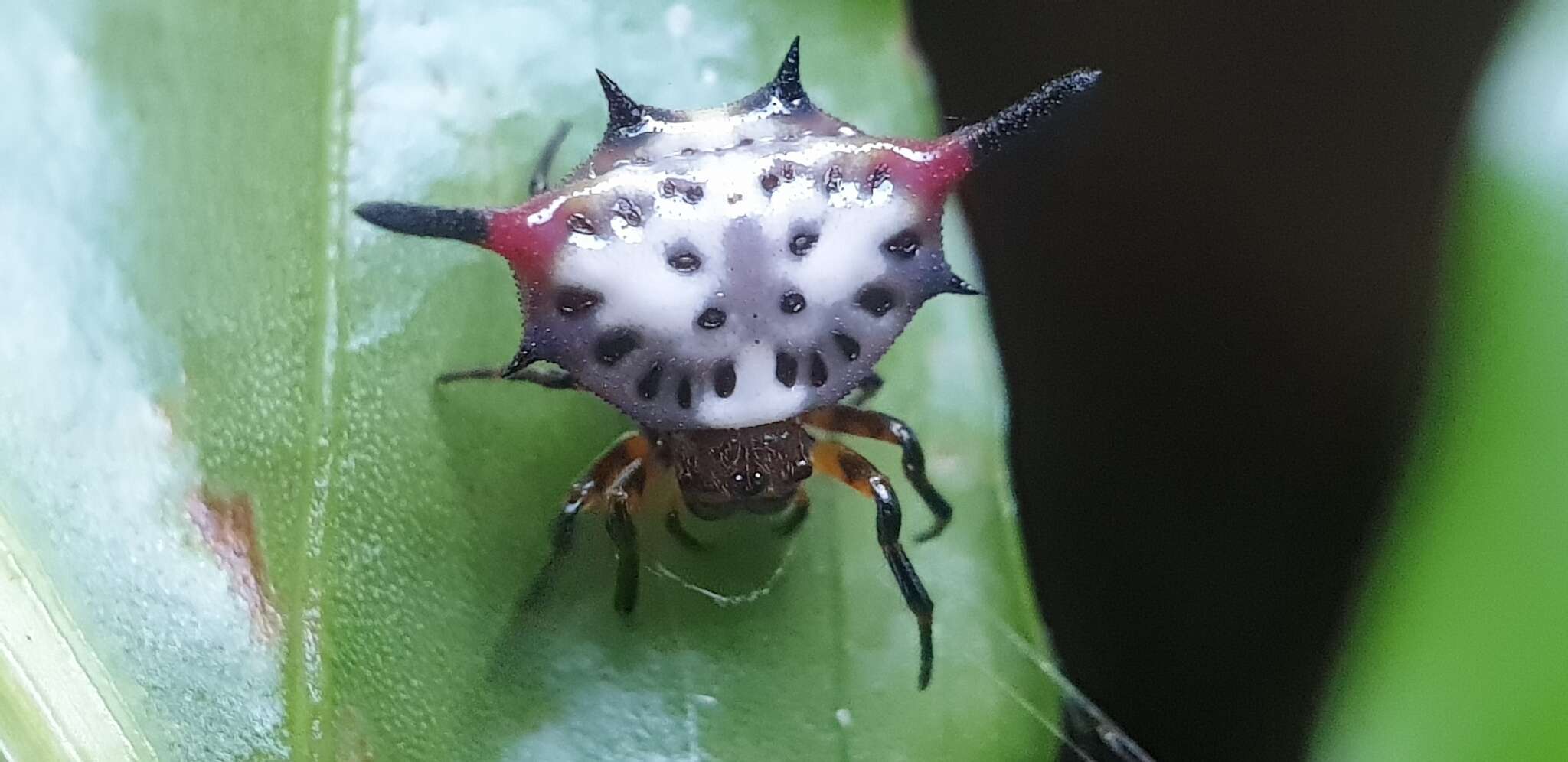 Image of Gasteracantha sanguinea Dahl 1914