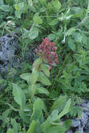 Image of Euphorbia oblongifolia (K. Koch) K. Koch