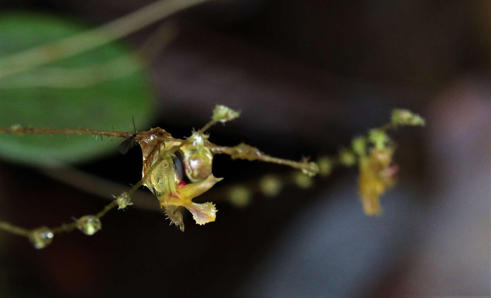 Imagem de Trichosalpinx spathulata Luer