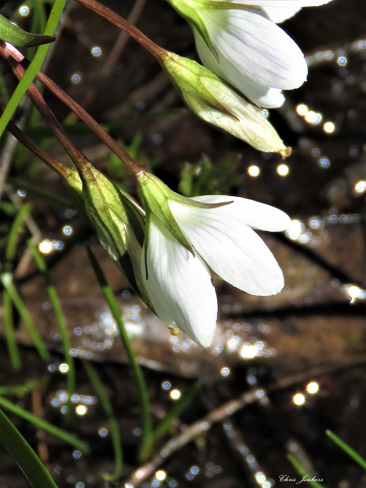 Image of Gentianella cunninghamii (L. G. Adams) Glenny