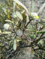 Image of Leucadendron cinereum (Sol. ex Aiton) R. Br.