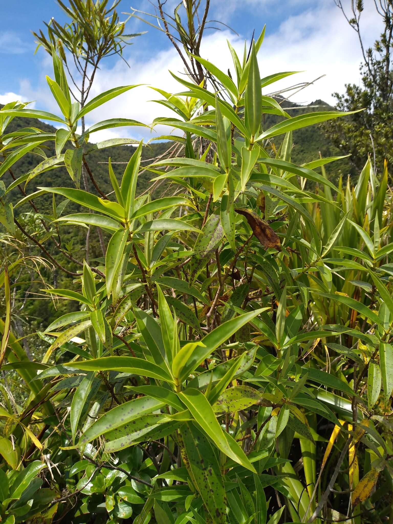 Image of Veronica stricta var. egmontiana (L. B. Moore) Garn.-Jones