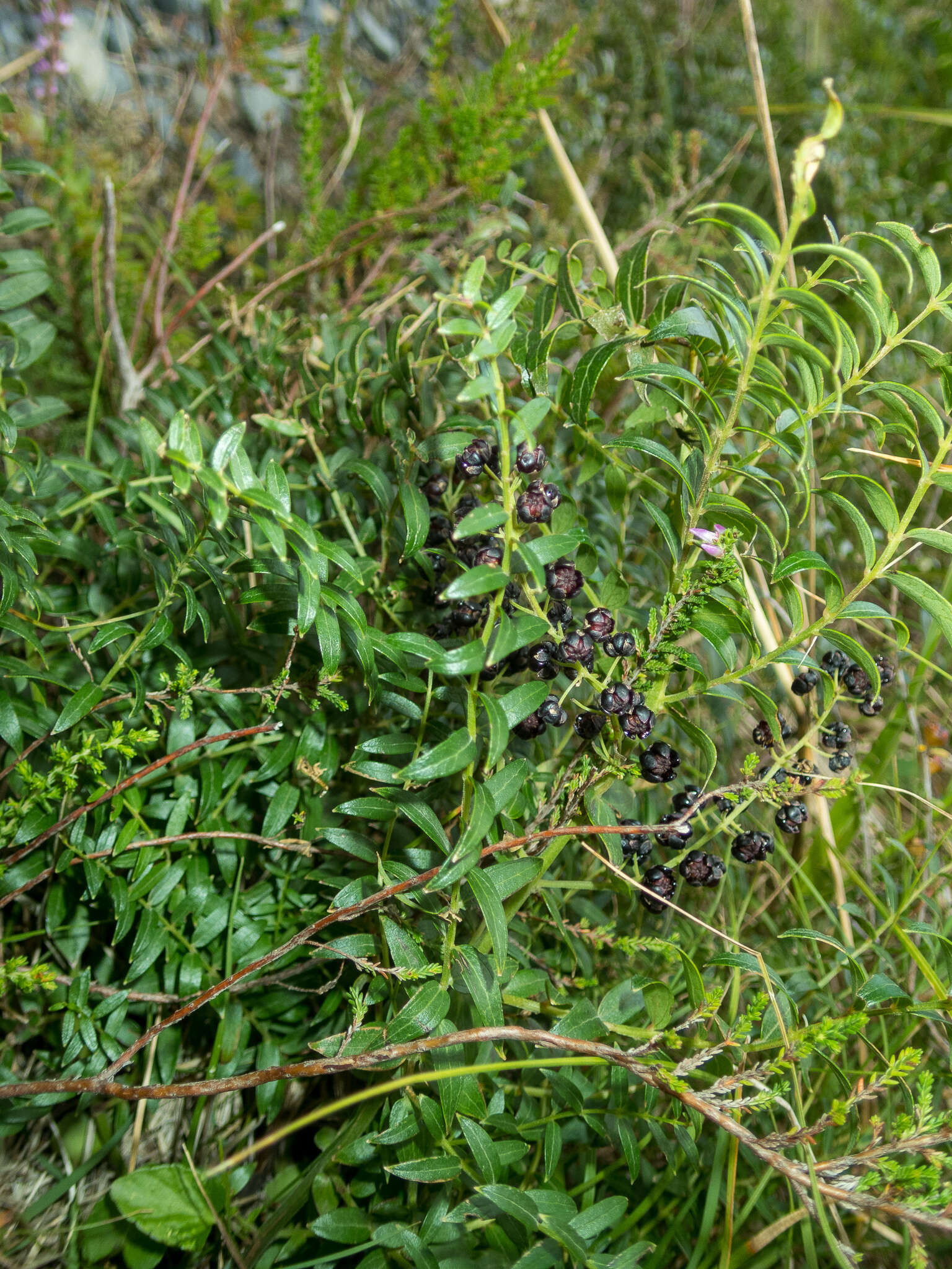 Image of Coriaria pteridoides W. R. B. Oliv.