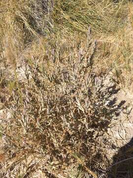 Image of Tecopa Salt-Bird's-Beak