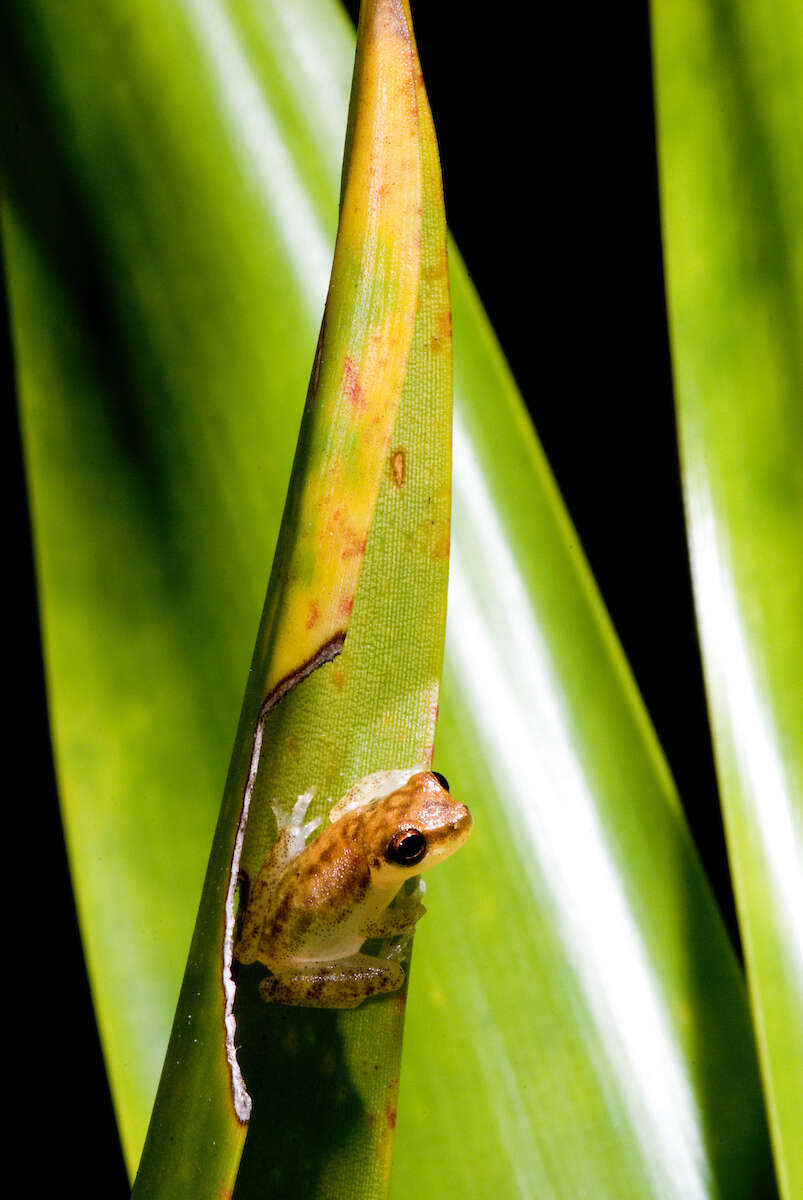 Image of Dendropsophus haddadi (Bastos & Pombal 1996)