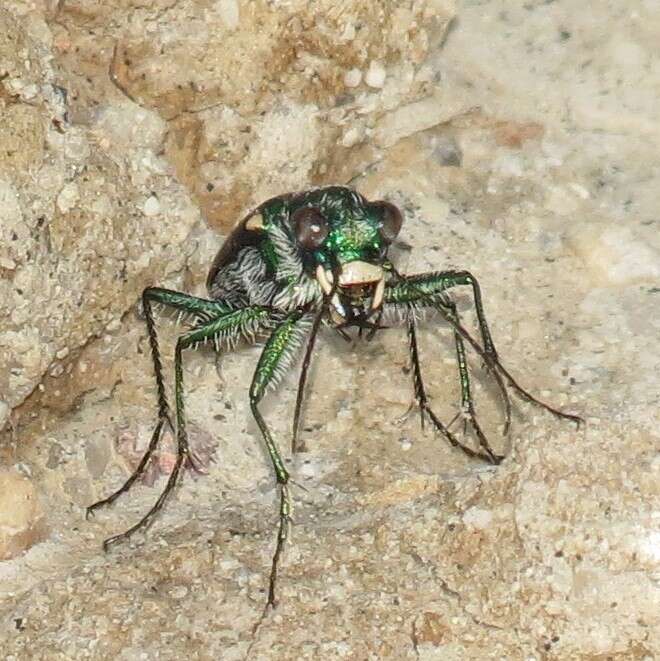 Image de Cicindela (Cicindela) pimeriana Le Conte 1867